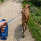 Guia Retratil Coleira Passeio Pet Cachorro Ate 20kg 3M VERMELHA